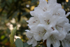 arboreum ssp cinnamomeum v roseum -1